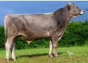 Tornero P