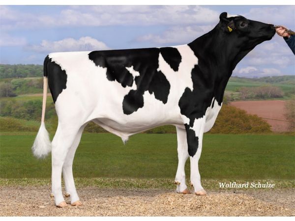 Melkmachines in zwart wit..