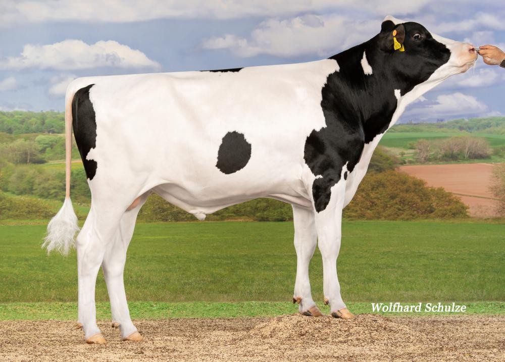 Oude dame scoort in fokkerij