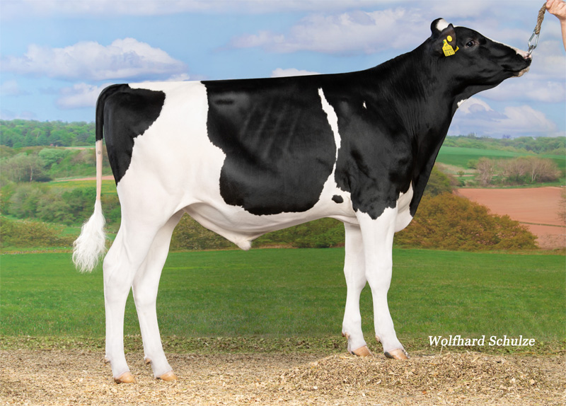 Real Syn nog 153 RZG