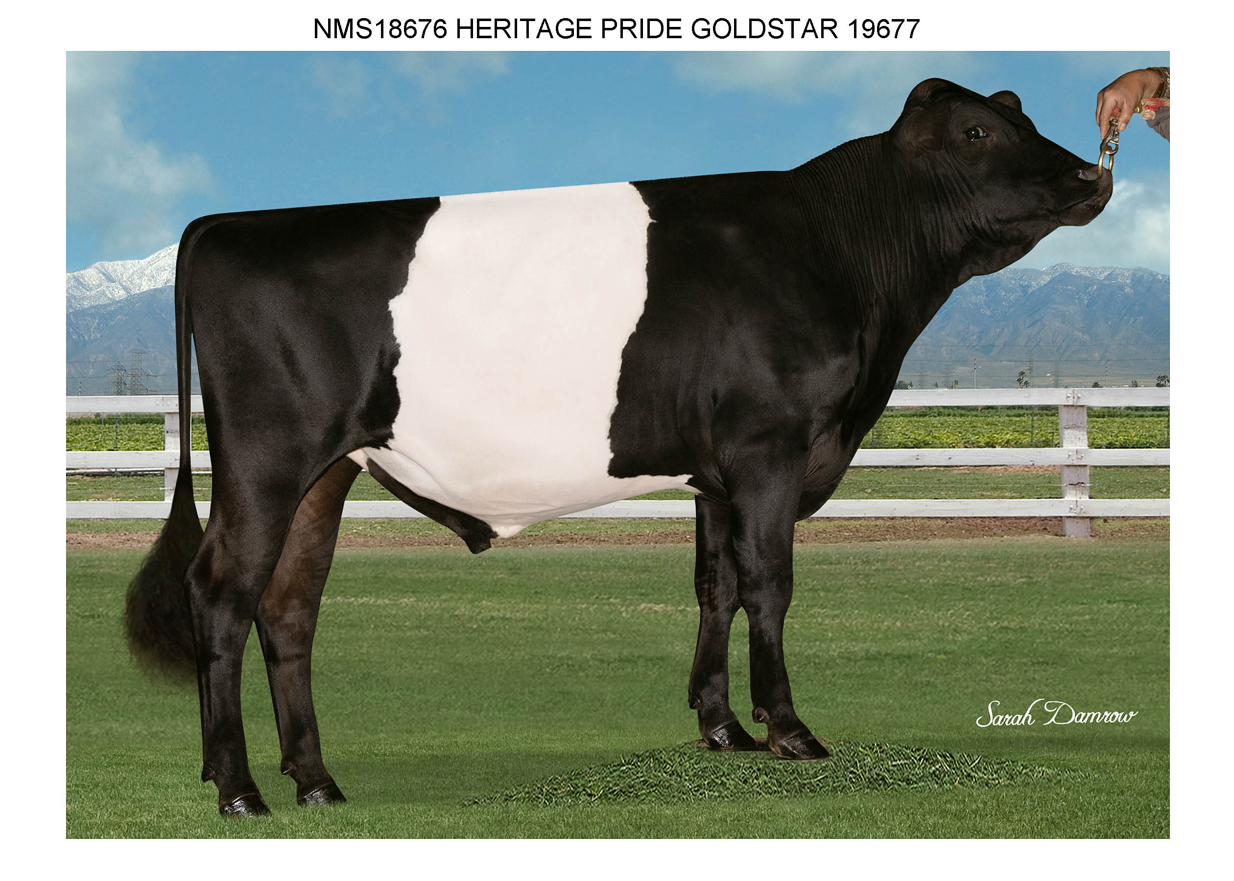 Goldstar makes them BELTED